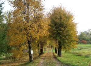 Kabile. Zelta rudens. III