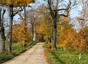 Kabile. Zelta rudens. IV
